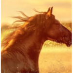 Horses are wild fan group
