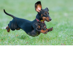 sausage dog group