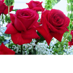 *~kendalls roses~*