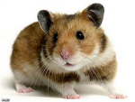 Hamster fans!! :) (SO CUTE!!)