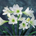 .•amaryllis.