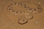 Sand Viper
