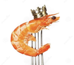 Prawn’s Kingdom