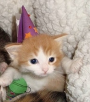 silly dilly cats