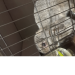 OMega The Bunny