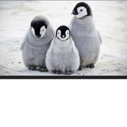 Peinguin lounge 2
