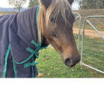 Roxy the pony