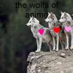 The wolf of anime