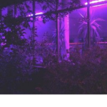 Carters Treehouse