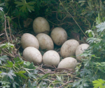 The Hidden Nest