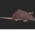 Fat Rat Productions