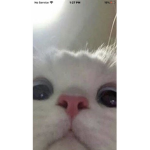 Fat Kitty Cat Squad