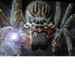 Spiders world wide