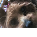 The cute puppy in the mall