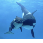 The orca fan group