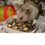 Hammy the hamster