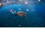 help save turtles! <3