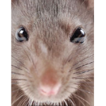 Rats donate