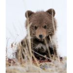 Bear Cubs Squad