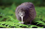 The People From NZ