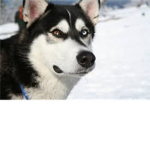 Husky Lovers UNITE!