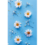 Daisy And Friend's