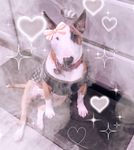 Fluffy bull terriers play Roblox!