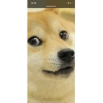Funky Doges