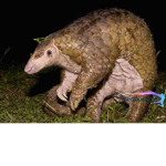Pangolin gang