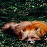 Aesthetic Foxy