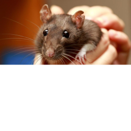 Escape the rats!!!!!!