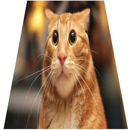 Cute Meme Cat Hi Cape