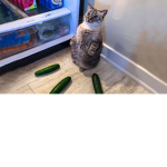 Scaredy cat Squad