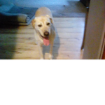 My dog moe