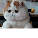 Les chat