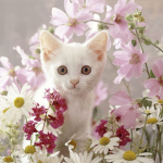 Baby kittens group!