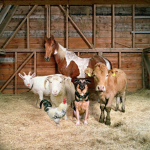 THEANIMALGANG