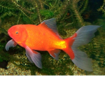 goldfish games