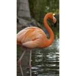 Albert fans club albert/Flamingo
