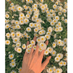~ Anyways spring ~