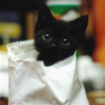 The DARK kittens