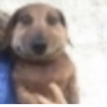 Goofydoggy