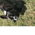 Black and white dogs gaming