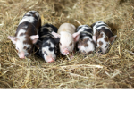 Pigies Everywhere