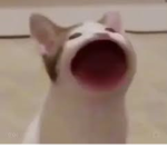bop cat army