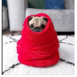 Join the pug army we are the cool ones