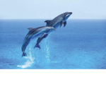 ~Marine Life Central~