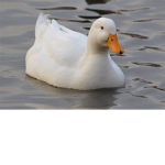 THEAWESOMEDUCKS