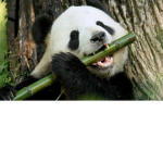 Panda's Heaven