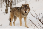 THE WOLVES!! :)